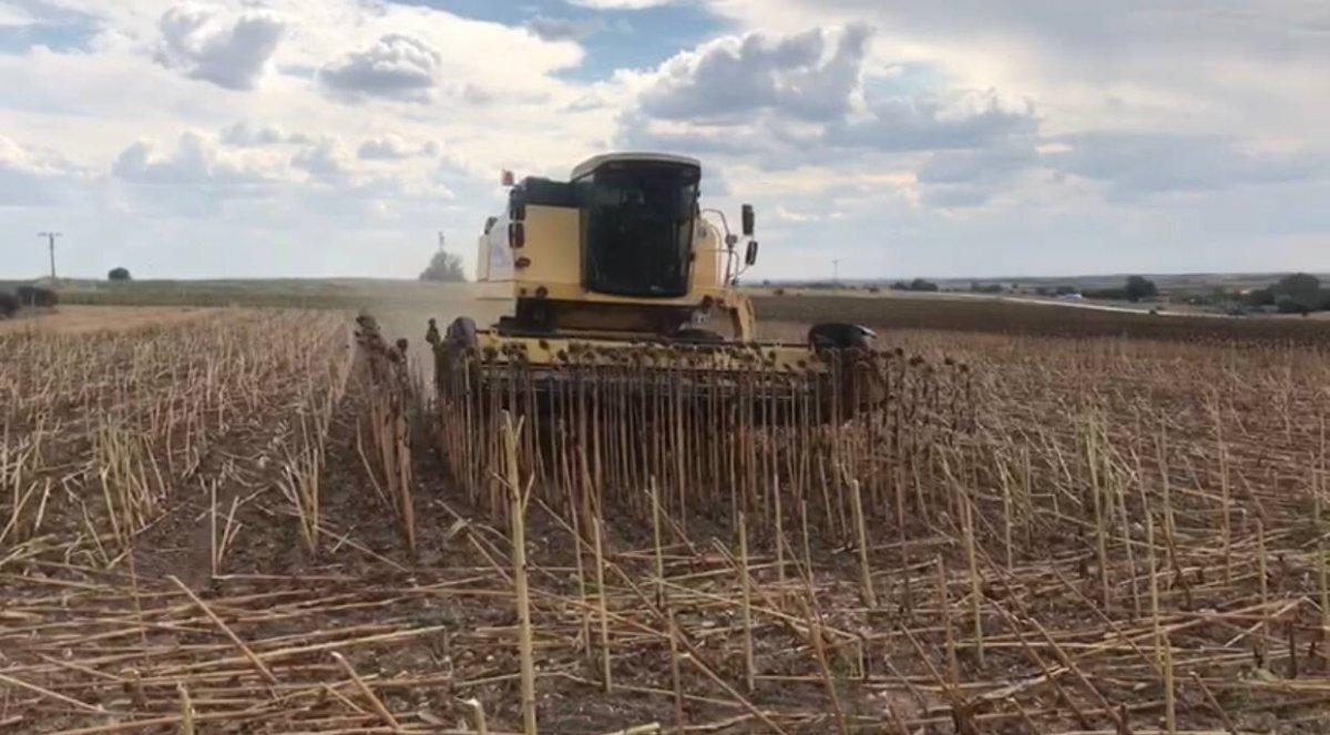 Edirne'de ayçiçeği hasadı