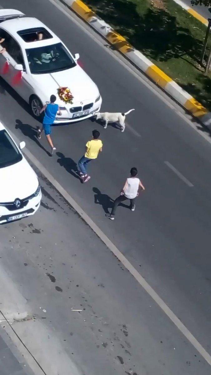 Esenyurt'ta bir grup çocuk, trafikteki gelin arabasının önüne atladı