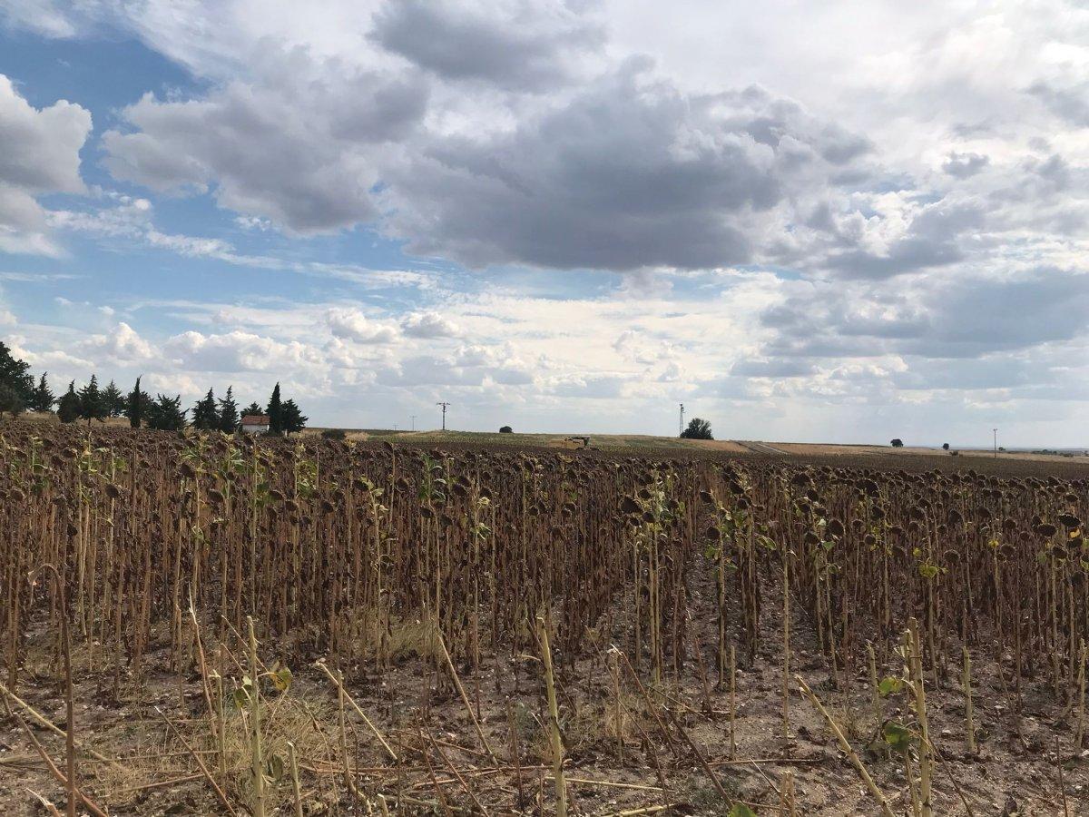 Edirne'de ayçiçeği hasadı