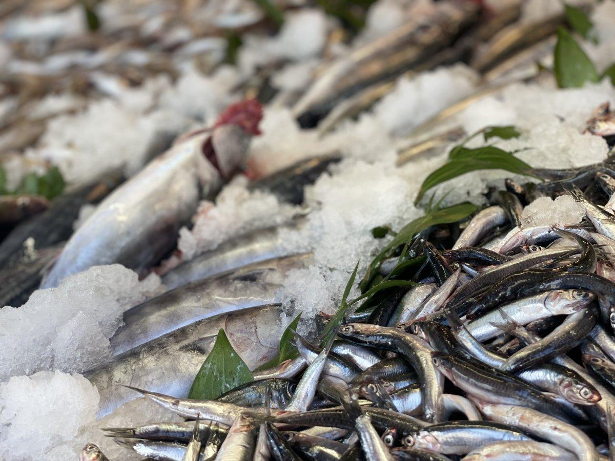 Av mevsiminin ilk haftasında hamsi bereketi