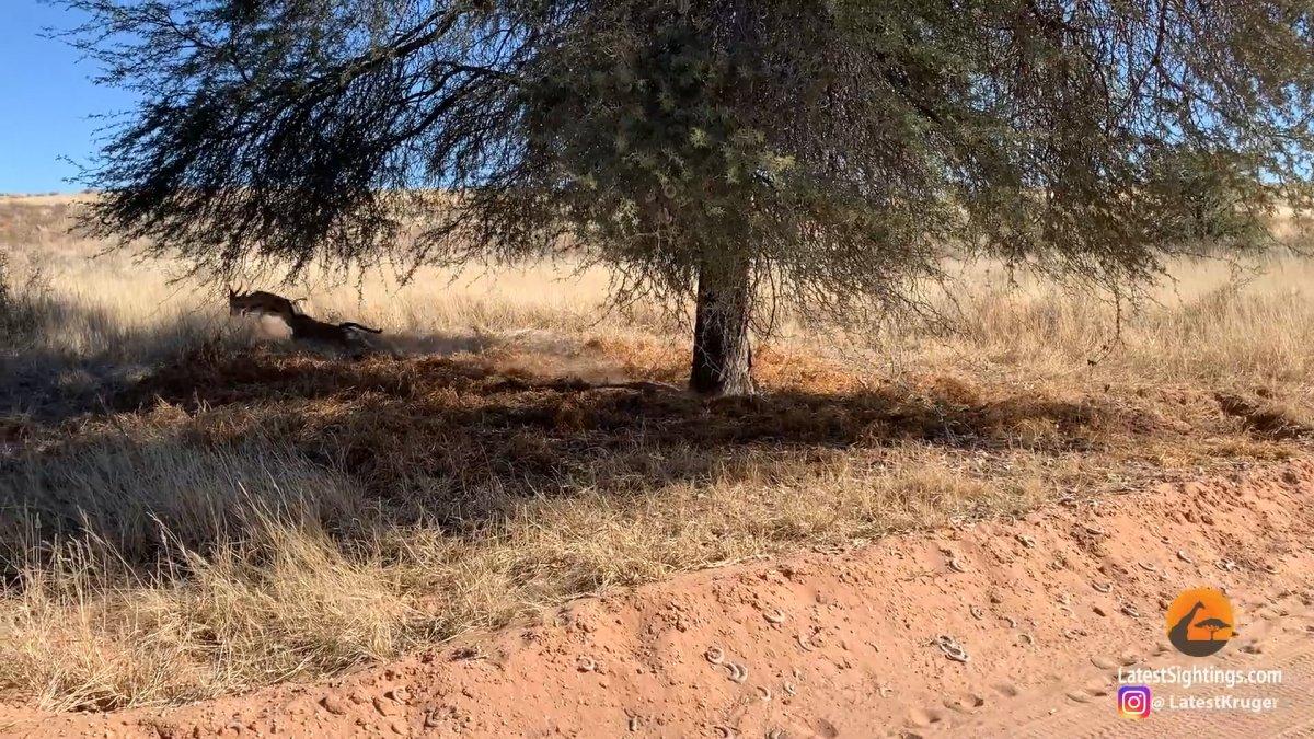 Ağacın arkasına saklanan leopar, avını sinsice yakaladı
