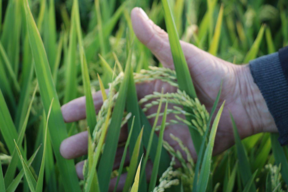 Cumhurbaşkanı açıkladı, çeltik üreticilerinin yüzü güldü