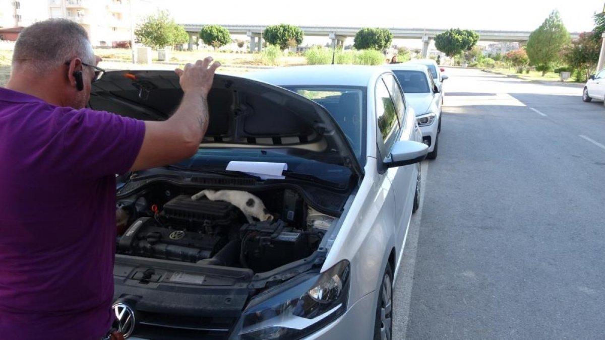 Antalya'da bahçe teline sıkışan yavru kedi, 9 saat sonra kurtarıldı