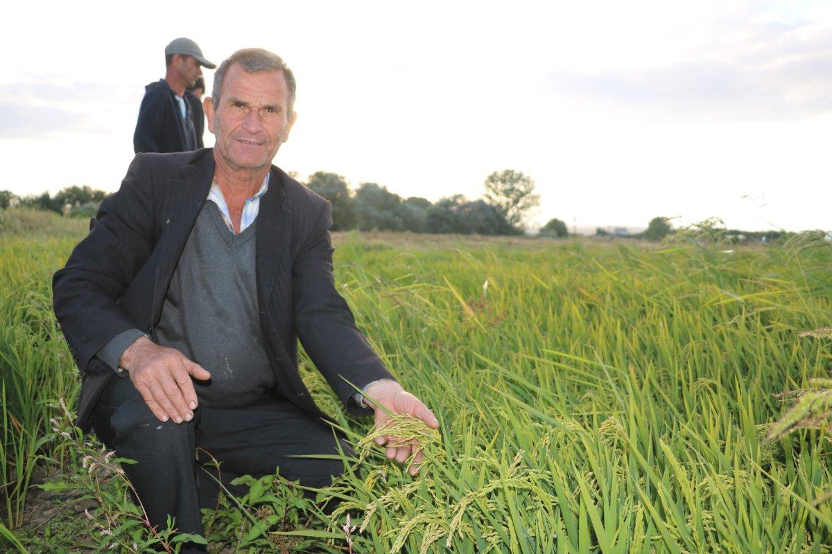 Cumhurbaşkanı açıkladı, çeltik üreticilerinin yüzü güldü