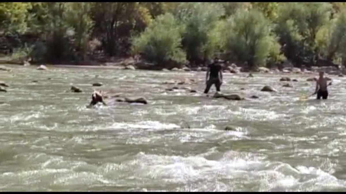 Hakkari'deki Zap Suyu'na kapılan ayı kurtarıldı