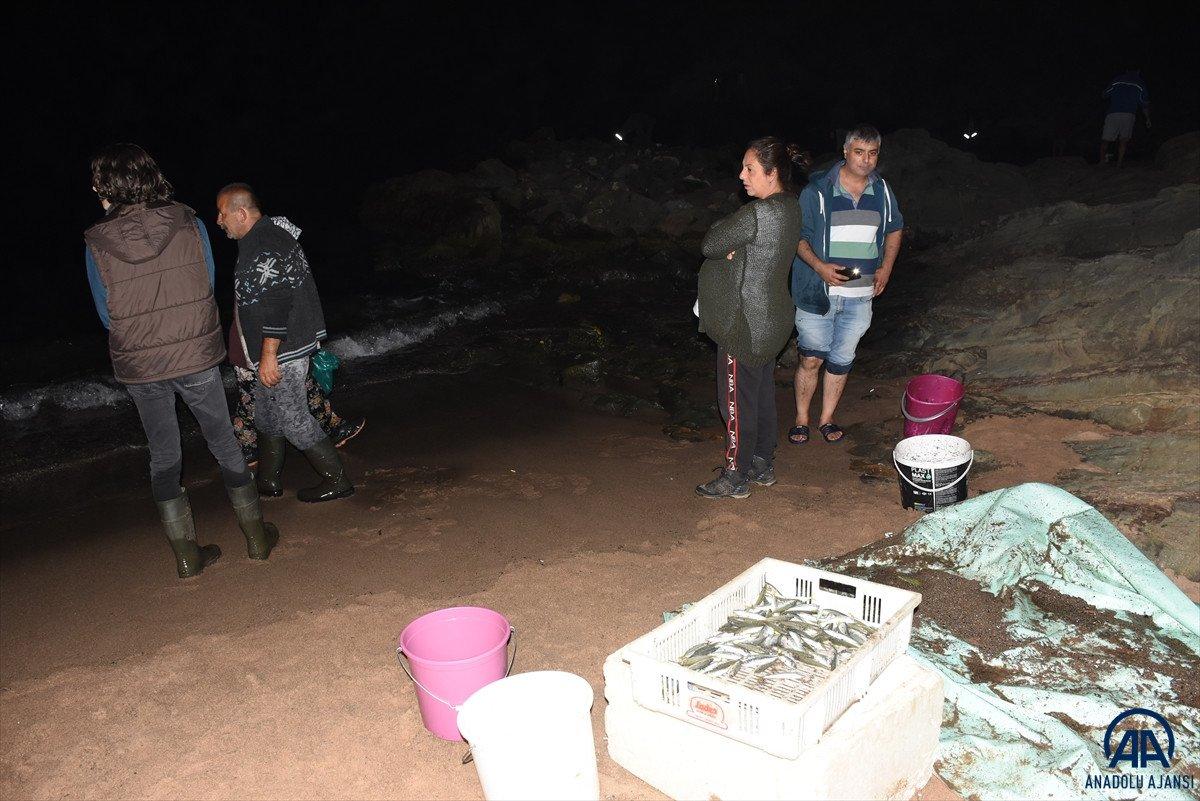 Bartın'da tonlarca balık kıyıya vurdu