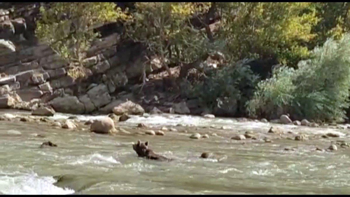 Hakkari'deki Zap Suyu'na kapılan ayı kurtarıldı
