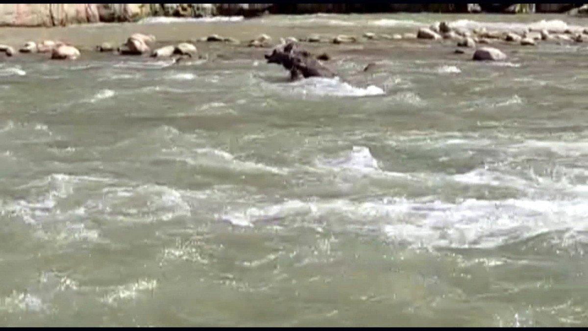 Hakkari'deki Zap Suyu'na kapılan ayı kurtarıldı