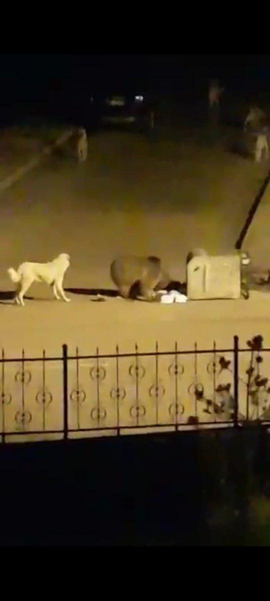 Ardahan'da açlıktan kente inen ayı çöpleri karıştırdı