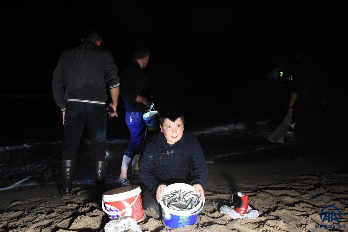 Bartın'da tonlarca balık kıyıya vurdu
