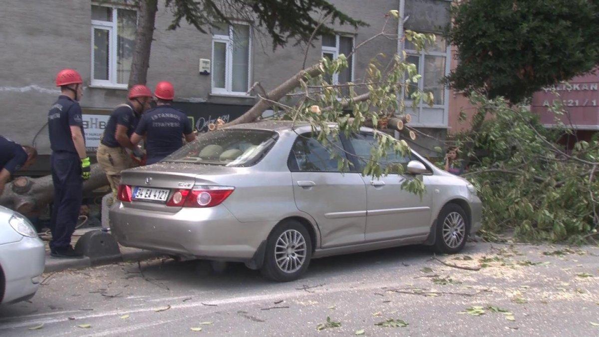 Bakırköy'de ağaç devrildi: Yaşlı kadın yaralandı