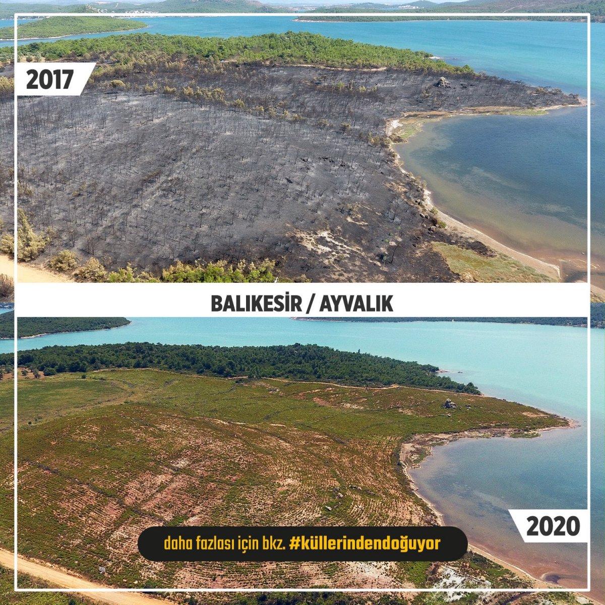 Yanan ormanlar yeniden yeşile döndü