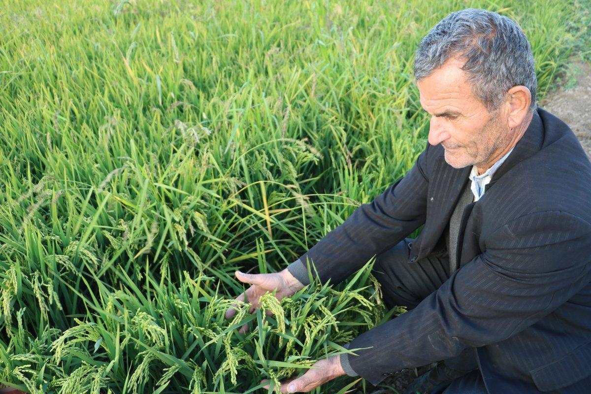 Cumhurbaşkanı açıkladı, çeltik üreticilerinin yüzü güldü
