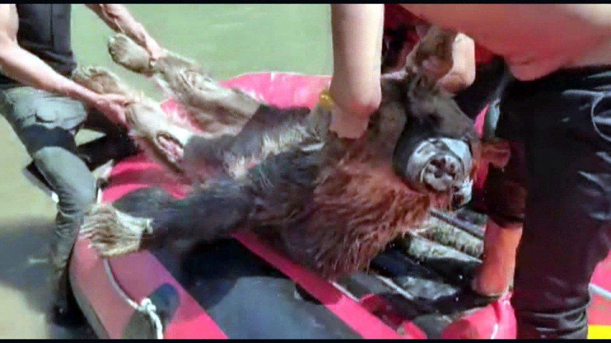 Hakkari'deki Zap Suyu'na kapılan ayı kurtarıldı