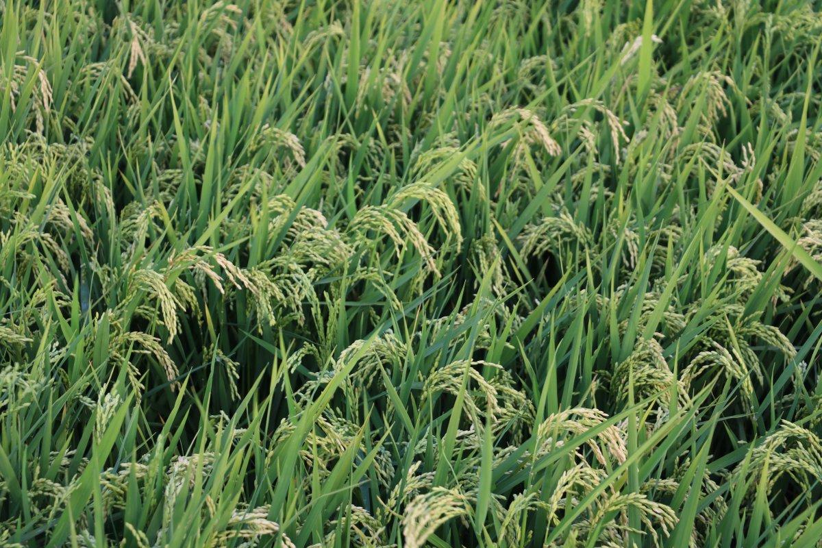 Cumhurbaşkanı açıkladı, çeltik üreticilerinin yüzü güldü