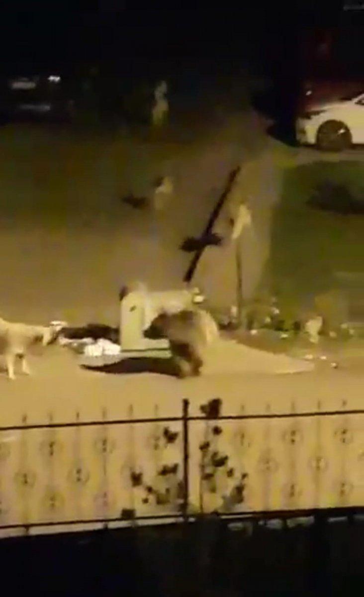 Ardahan'da açlıktan kente inen ayı çöpleri karıştırdı