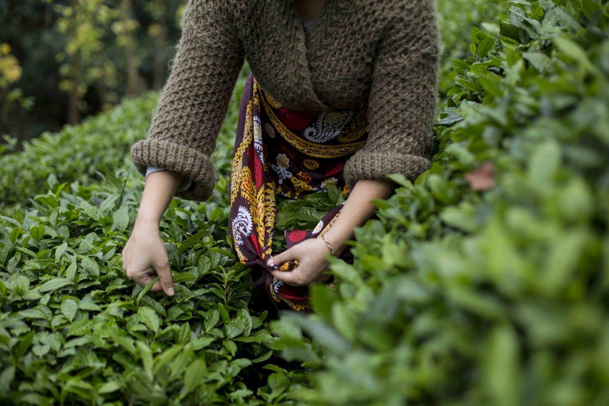 Tarım sektörü büyüyor