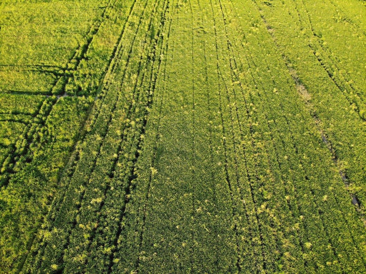 Cumhurbaşkanı açıkladı, çeltik üreticilerinin yüzü güldü