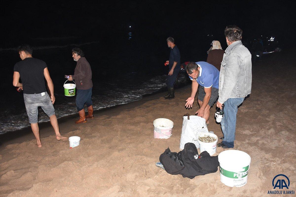 Bartın'da tonlarca balık kıyıya vurdu