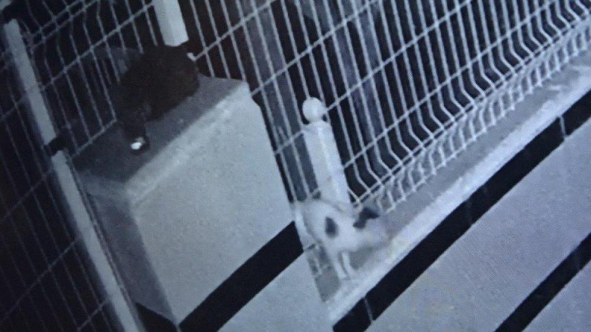 Antalya'da bahçe teline sıkışan yavru kedi, 9 saat sonra kurtarıldı