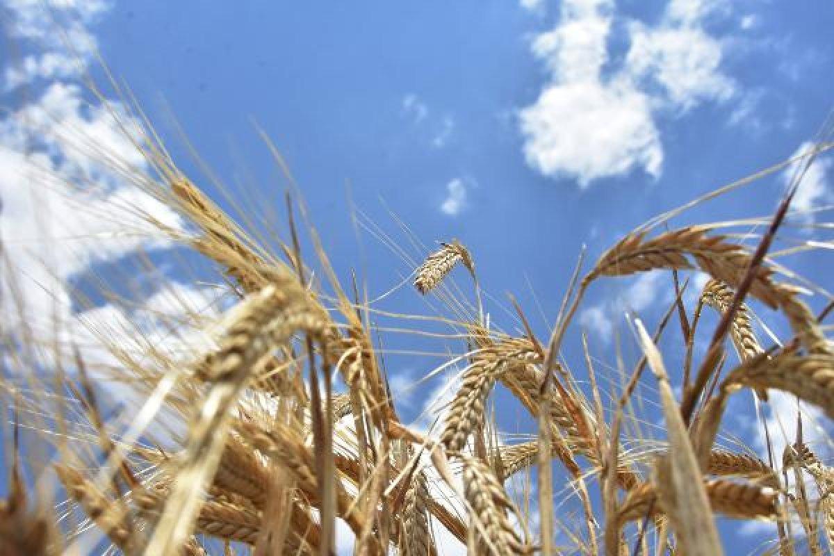 Tarımda girdi fiyatları düşmeli