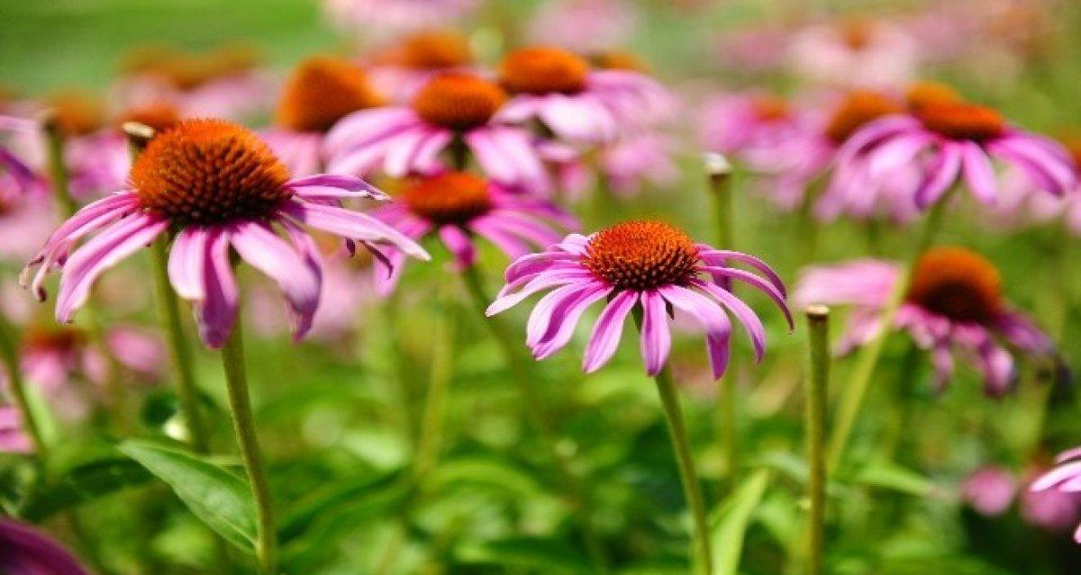 Bağışıklığı güçlendiren 10 bitki çayı