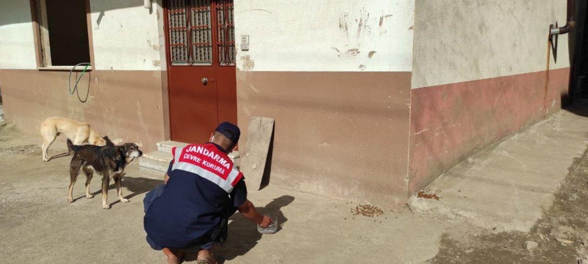 Mehmetçik, önce vatandaşlara sonra da sokak hayvanlarına yardım ediyor