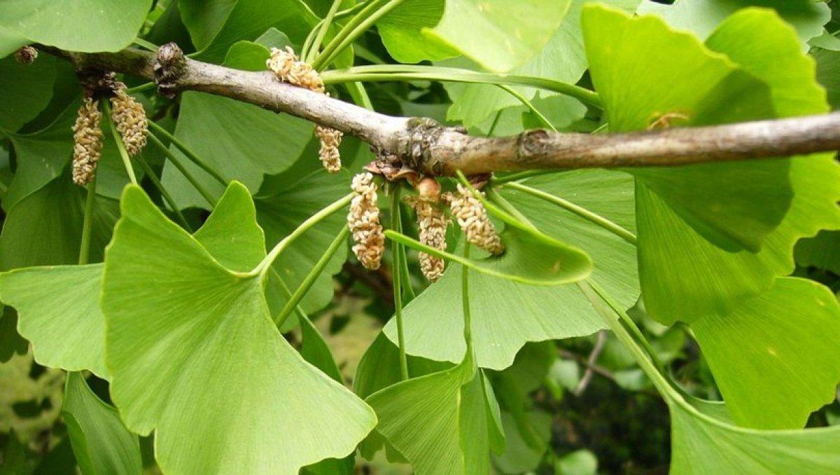 Bağışıklığı güçlendiren 10 bitki çayı