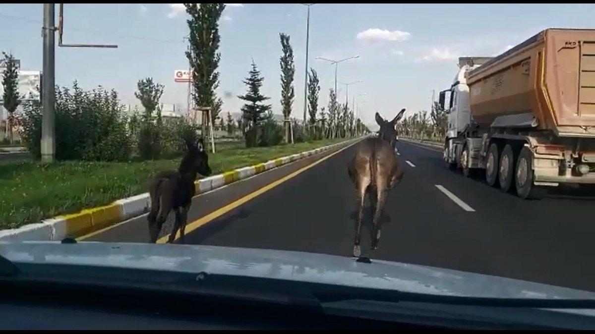 Erzurum’da eşekler, D-100 karayoluna çıktı