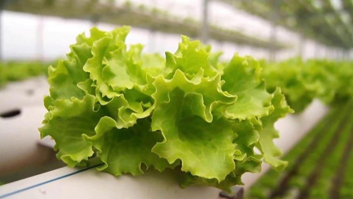 Alerjiye neden olan 8 sebze