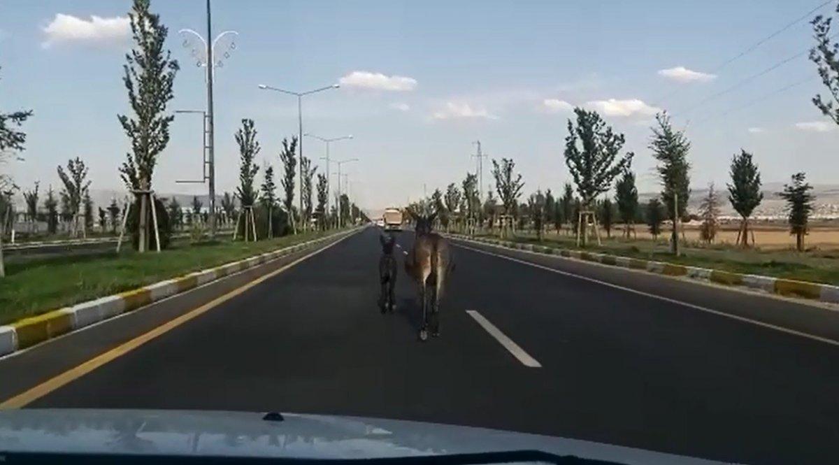 Erzurum’da eşekler, D-100 karayoluna çıktı