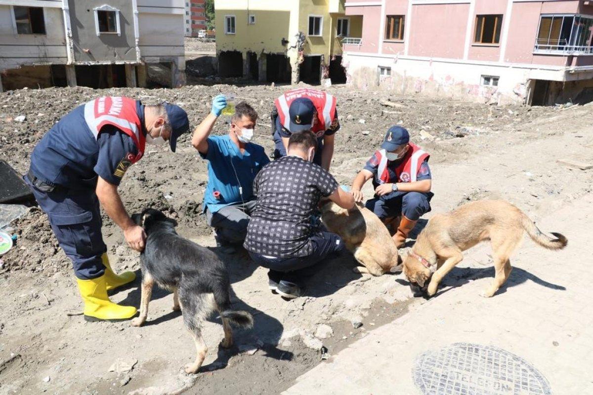 Mehmetçik, önce vatandaşlara sonra da sokak hayvanlarına yardım ediyor