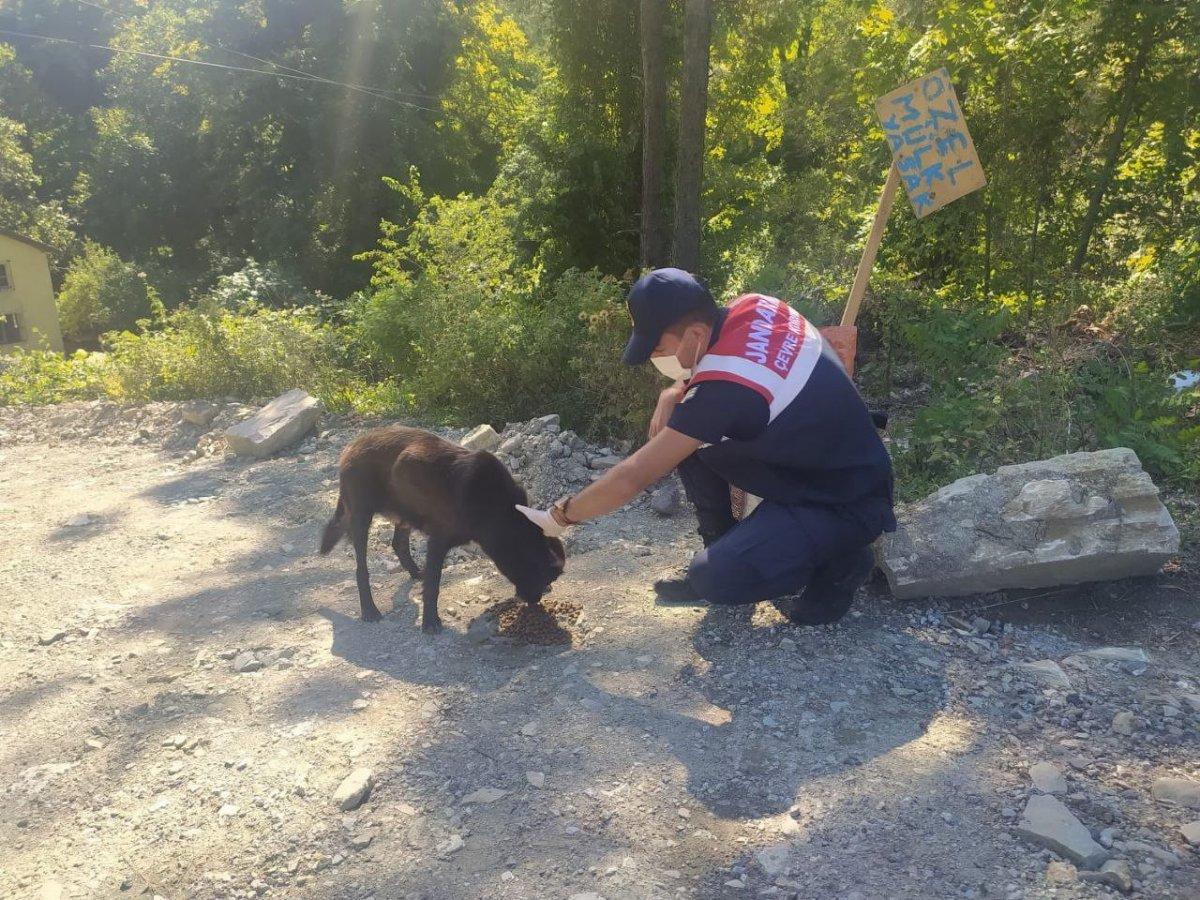 Mehmetçik, önce vatandaşlara sonra da sokak hayvanlarına yardım ediyor