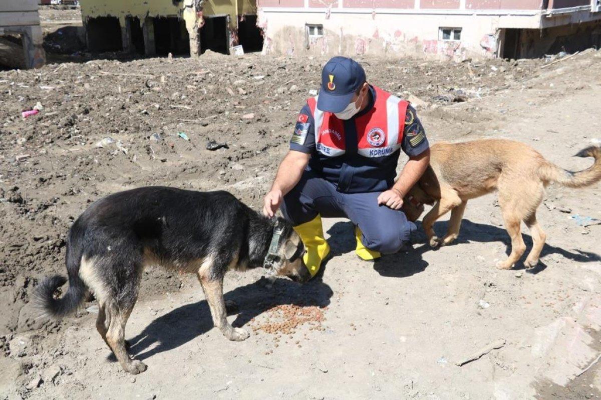 Mehmetçik, önce vatandaşlara sonra da sokak hayvanlarına yardım ediyor