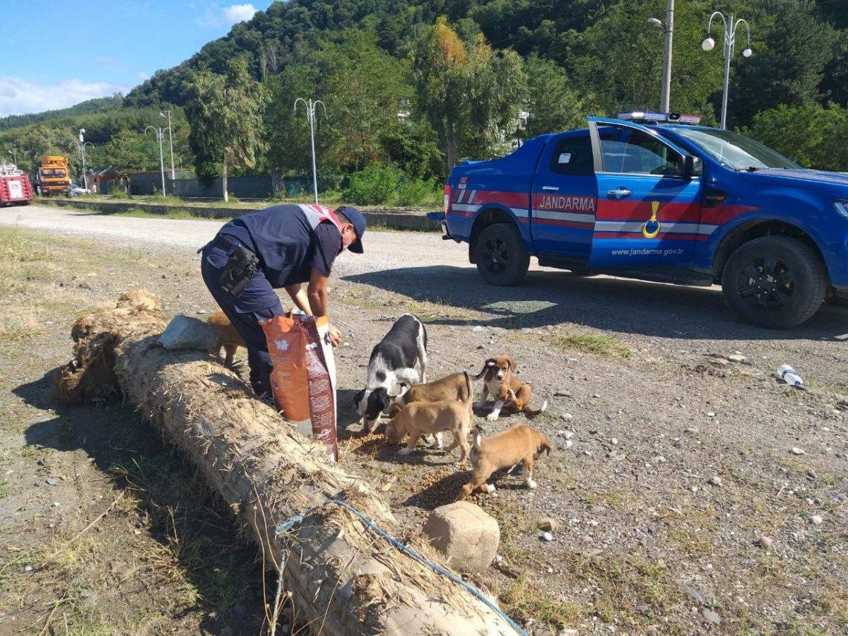 Mehmetçik, önce vatandaşlara sonra da sokak hayvanlarına yardım ediyor