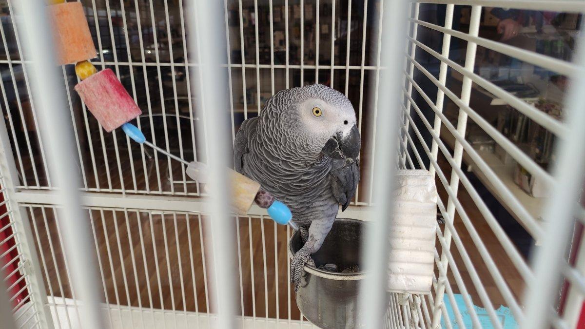 Bursa'daki şakacı papağan, yoldan geçenleri taklitle güldürüyor