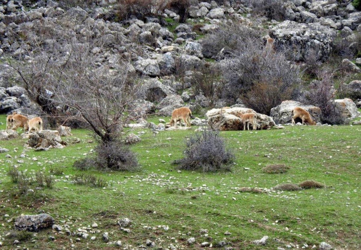 Erzincan Munzur Dağları terörden temizlendi