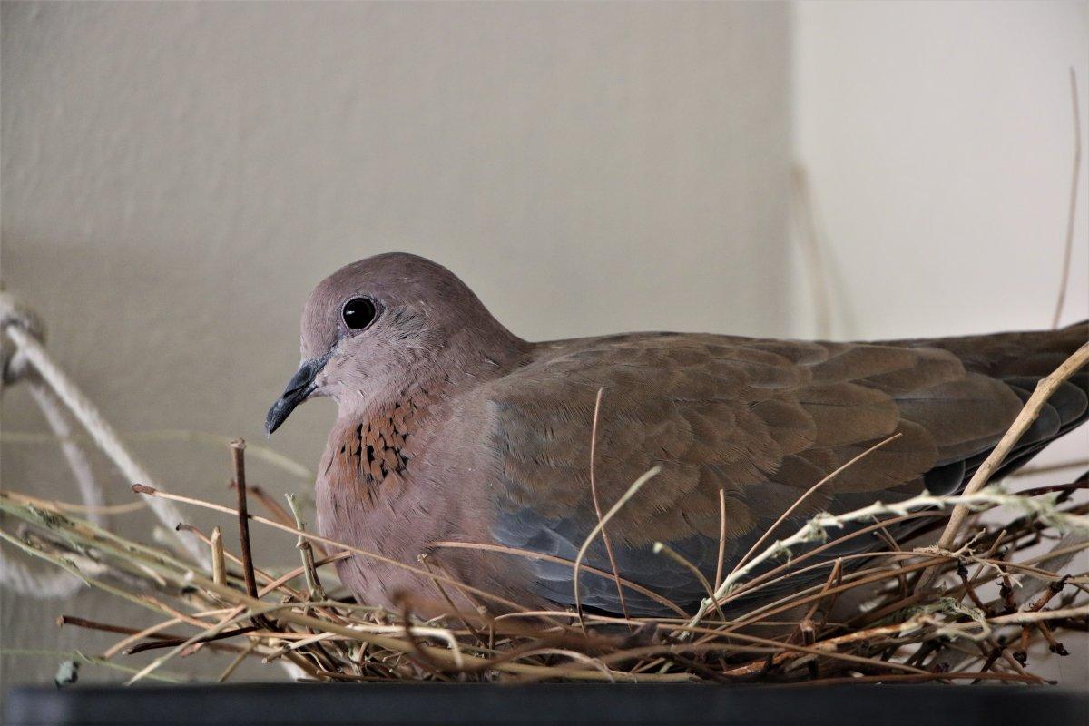 Elazığ'da sağlık çalışanı, balkonuna yuva yapan kumruyu sahiplendi