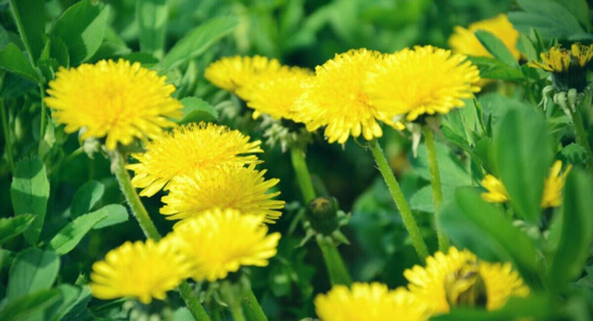 Geceleri karaciğeri arındırmanıza yardımcı olacak 5 içecek