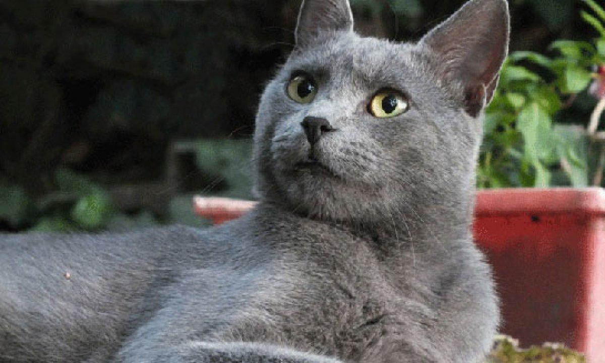 Kediler arasında en saldırganı Van kedisi çıktı