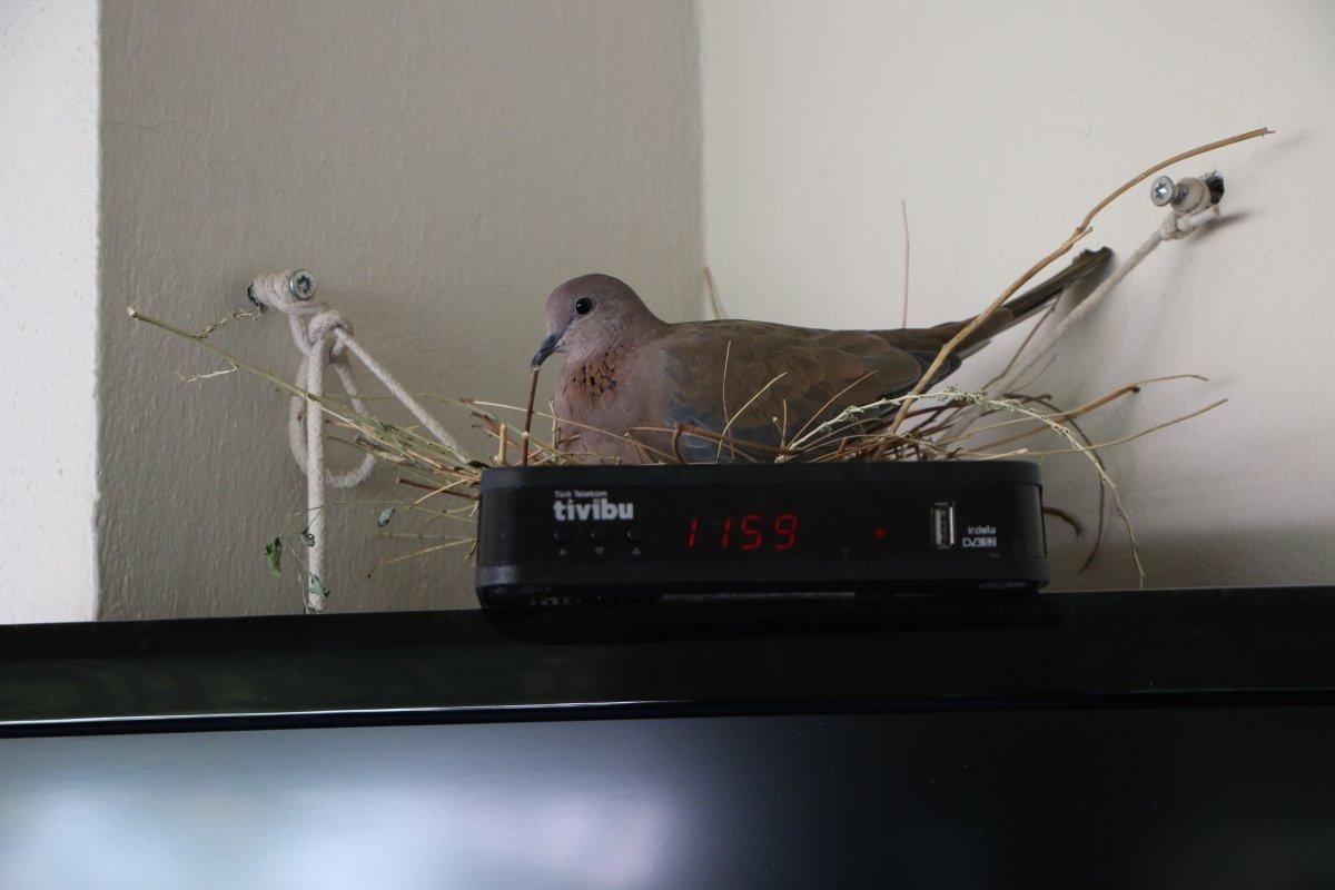 Elazığ'da sağlık çalışanı, balkonuna yuva yapan kumruyu sahiplendi