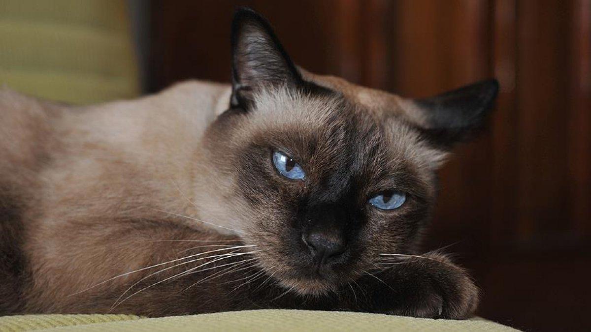 Kediler arasında en saldırganı Van kedisi çıktı