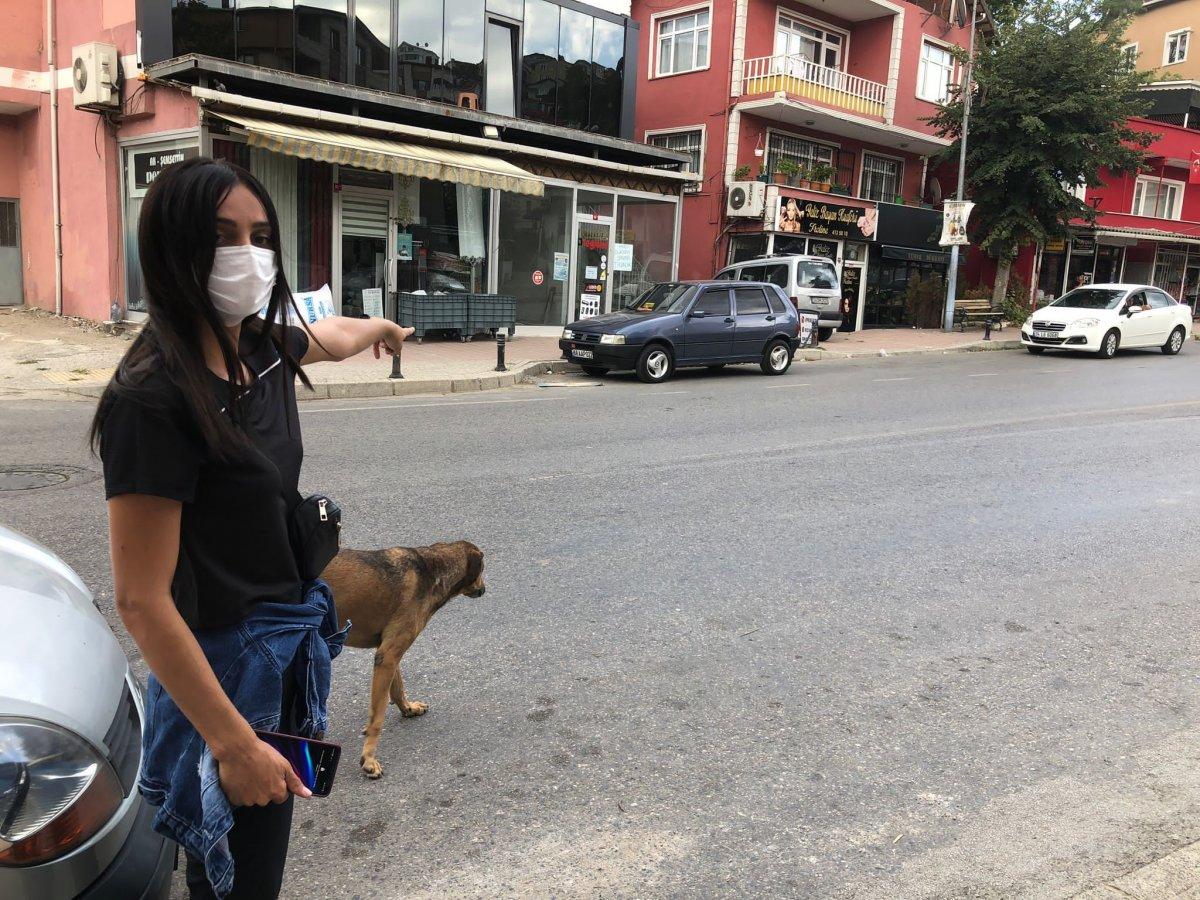 Beykoz’da yerde yatan köpeği ezip kaçtı