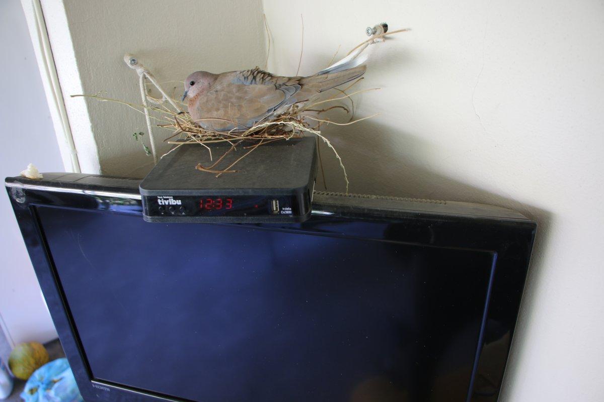 Elazığ'da sağlık çalışanı, balkonuna yuva yapan kumruyu sahiplendi