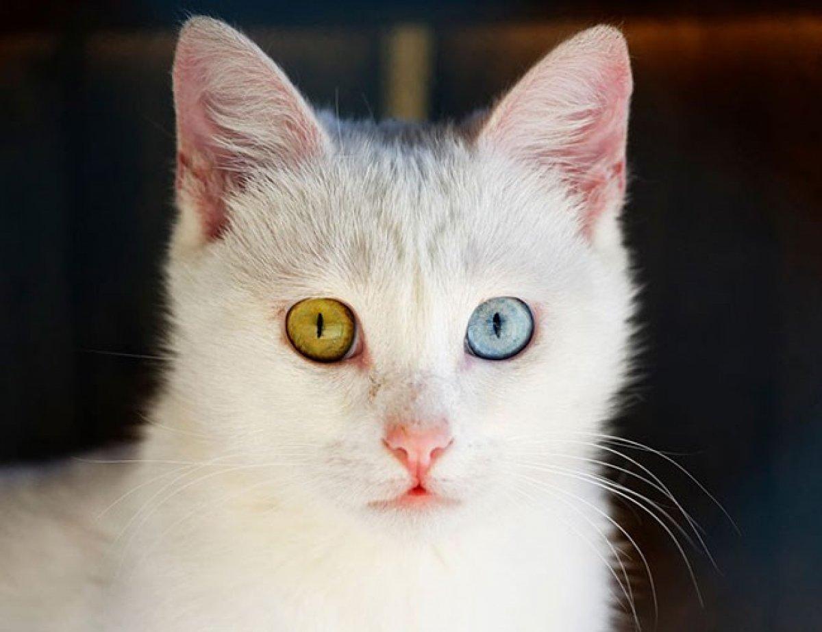 Kediler arasında en saldırganı Van kedisi çıktı