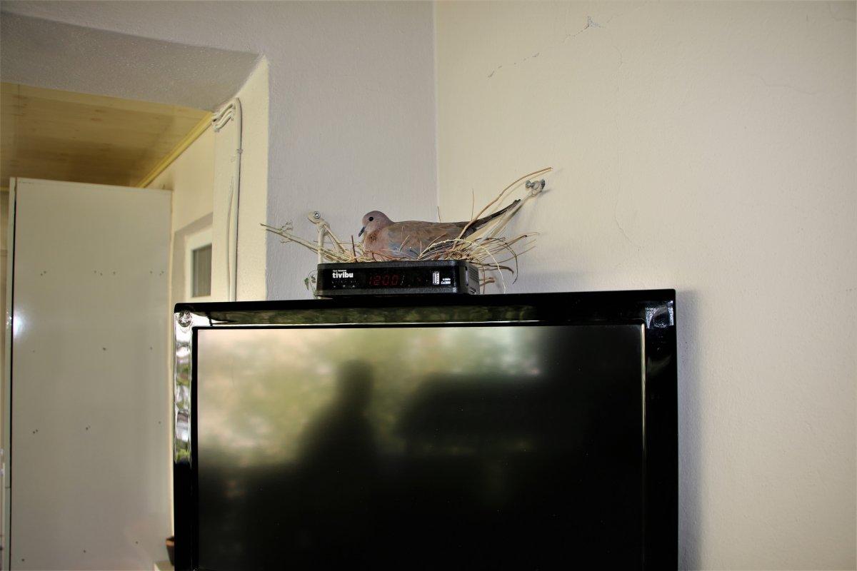 Elazığ'da sağlık çalışanı, balkonuna yuva yapan kumruyu sahiplendi