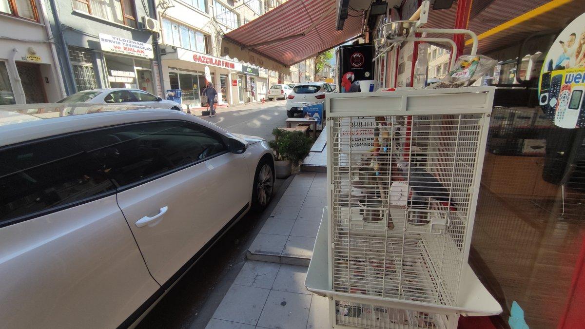 Bursa'daki şakacı papağan, yoldan geçenleri taklitle güldürüyor