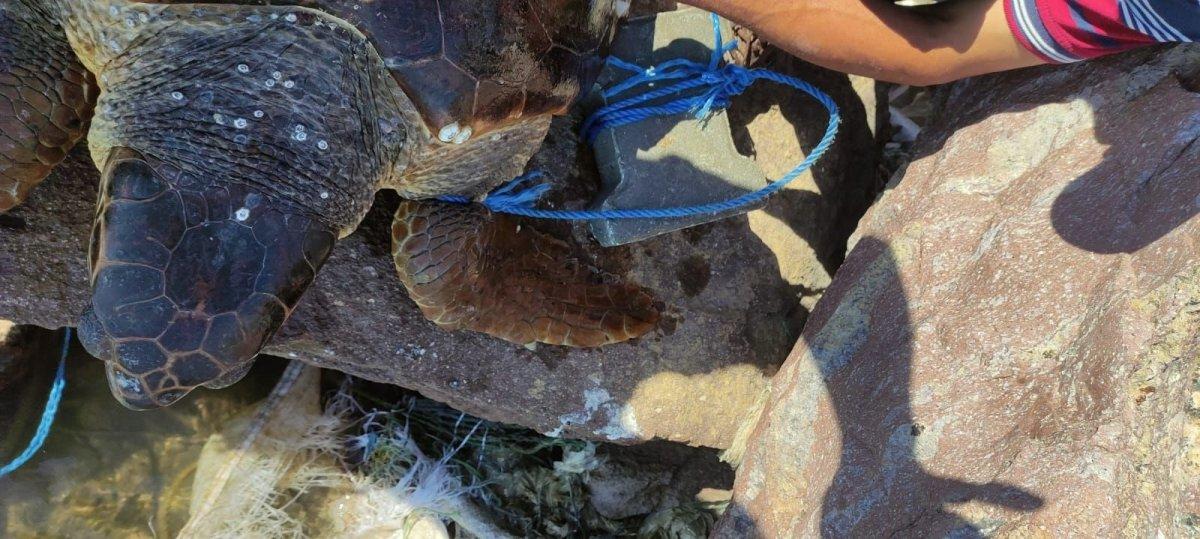 Çanakkale’de, parke taşı bağlanarak denize atılan caretta caretta kurtarıldı