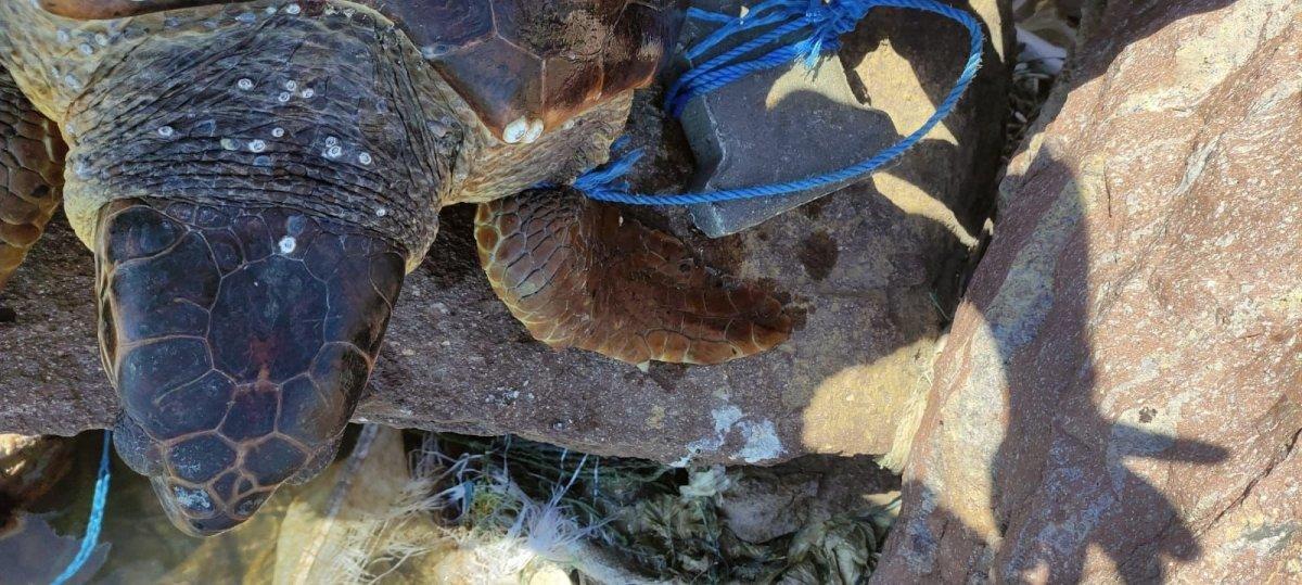 Çanakkale’de, parke taşı bağlanarak denize atılan caretta caretta kurtarıldı