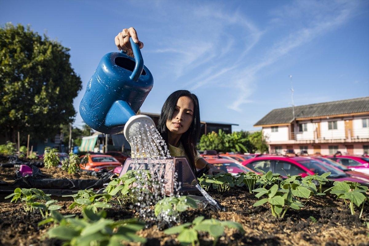 Tayland’da taksiler sebze bahçesine dönüştürüldü